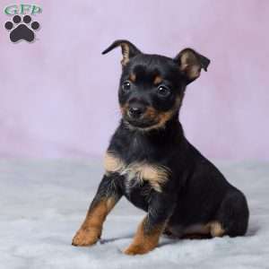Trixie, Chihuahua Puppy